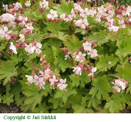 Geranium macrorrhizum 'Album'